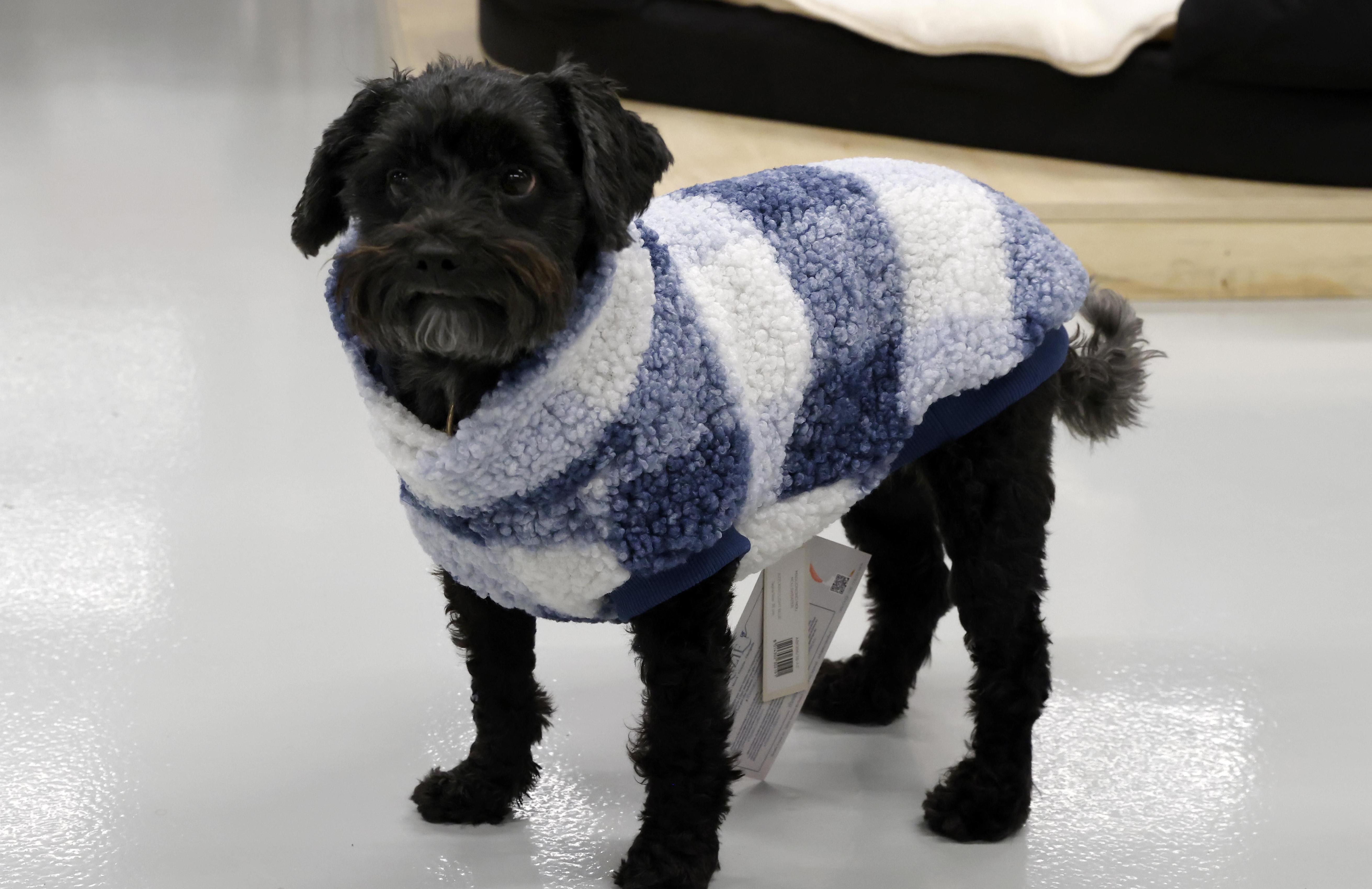 Hippe honden dragen een mini-parka of teddyjas deze winter: 'Anders krijgt het koud' | Gooieneemlander