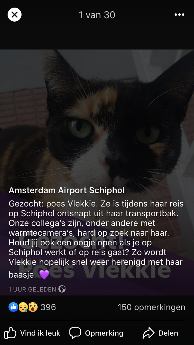 Integraal gastvrouw In zoomen Zoekactie naar ontsnapte poes Vlekkie op Schiphol | Noordhollandsdagblad