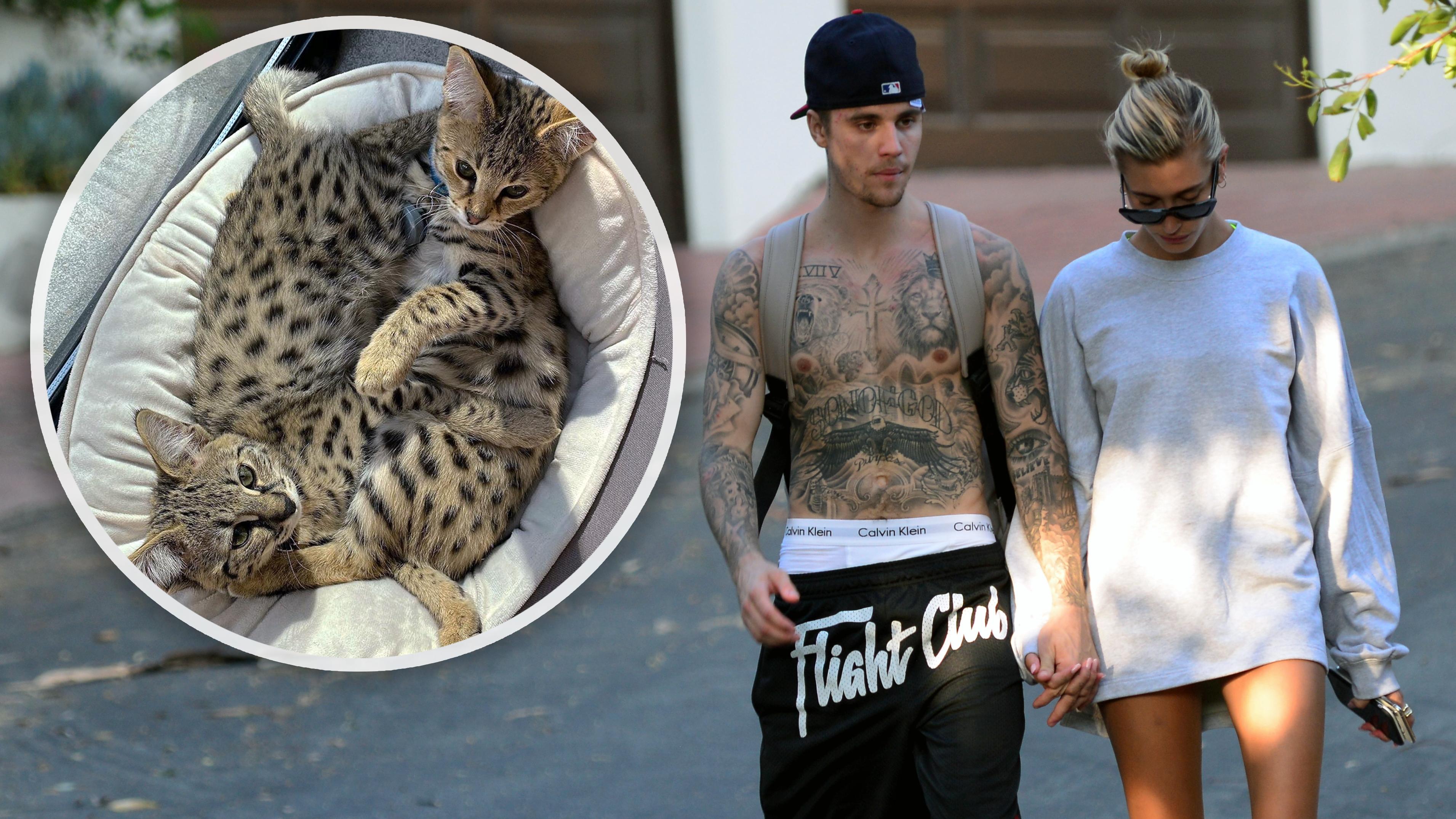 PETA haalt uit naar Bieber zijn katten | Entertainment | Telegraaf.nl