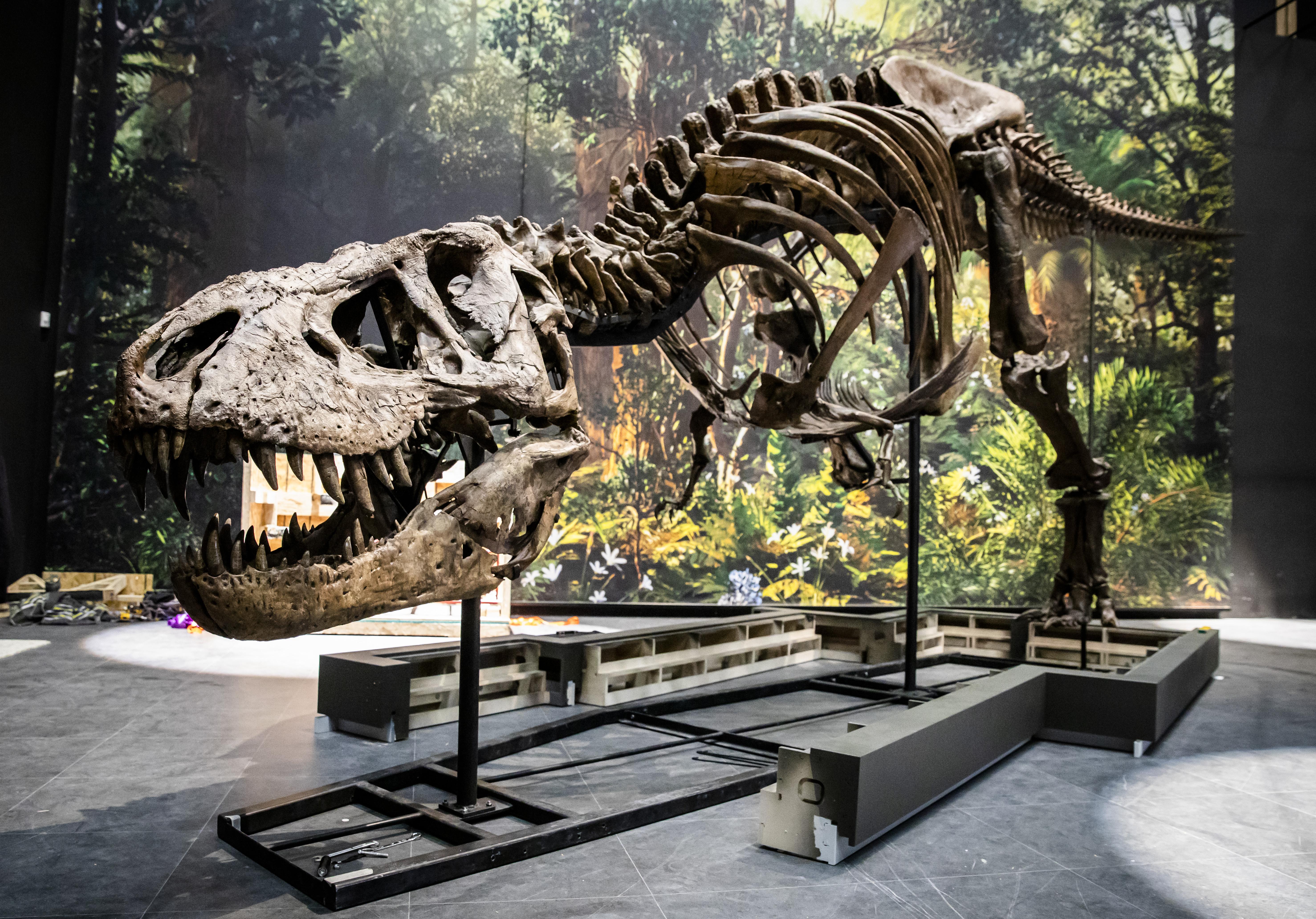 T. rex van Naturalis gekopieerd voor museum Japan. Het hele skelet is nagemaakt met een Leidschdagblad