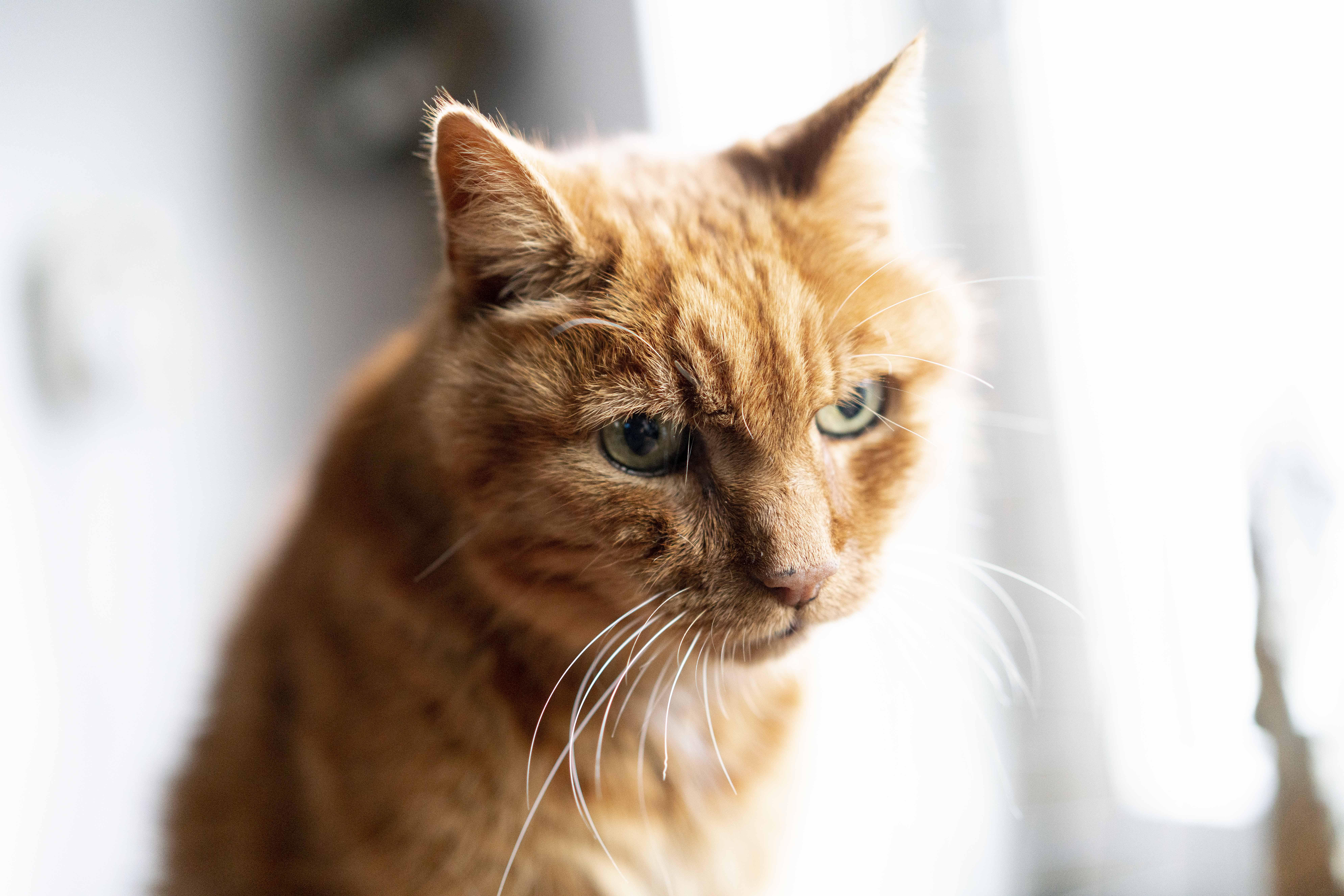doorboren vaak kanker Alphense katteneigenaren kunnen hun beestjes in december gratis laten  chippen | Leidschdagblad