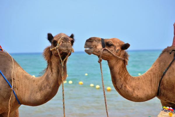 erven aantrekkelijk plastic Hoeveel kamelen is jouw wederhelft waard? | Binnenland | Telegraaf.nl