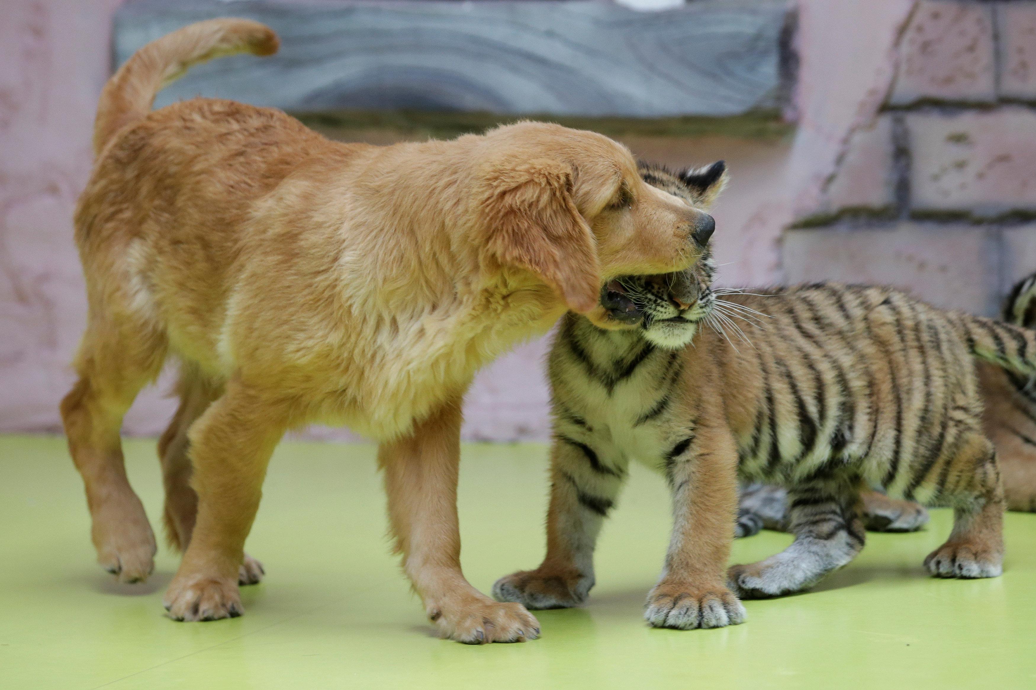 Hond in China moedert over tijgers, leeuwen en | Buitenland |