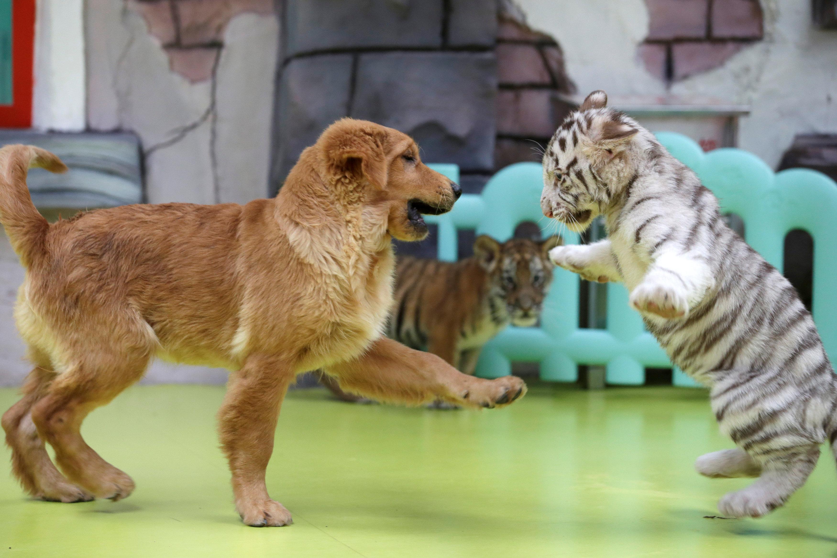 Hond in China moedert over tijgers, leeuwen en | Buitenland |