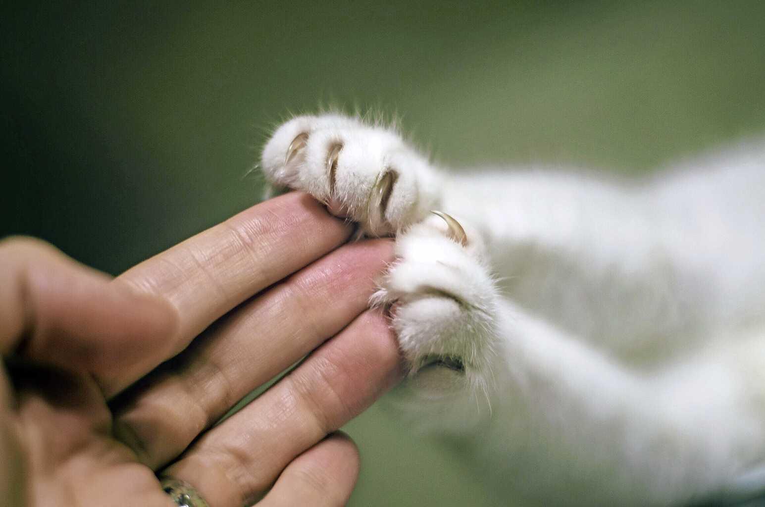 Beraadslagen Europa Amfibisch Dierenvraag: is het wel écht nodig om nagels van kat te knippen? | Thuis &  Tuin | Telegraaf.nl