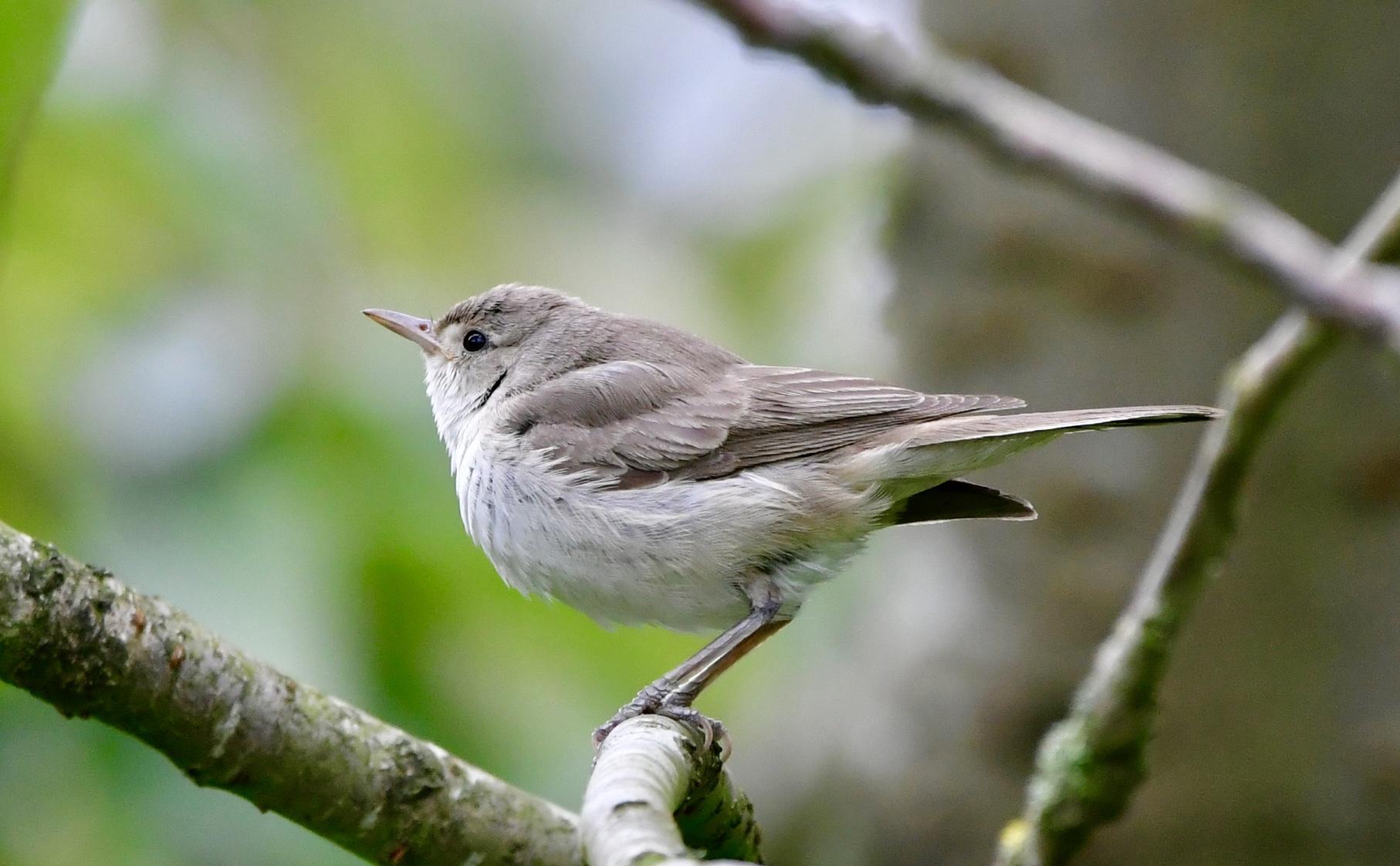 Bedrijfsomschrijving kromme beweeglijkheid In de ban van een heel klein vogeltje: honderden vogelaars spoeden zich  naar Wijdewormer [video] | Noordhollandsdagblad