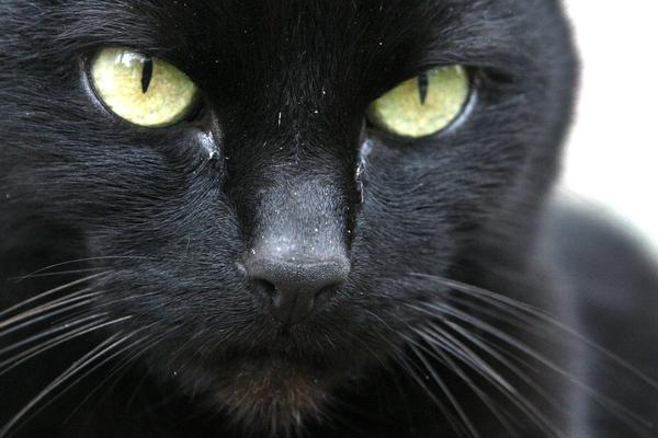 monteren verjaardag Mechanica Zwarte katten gedumpt in asiel wegens 'slechte selfies' | Opmerkelijk |  Telegraaf.nl