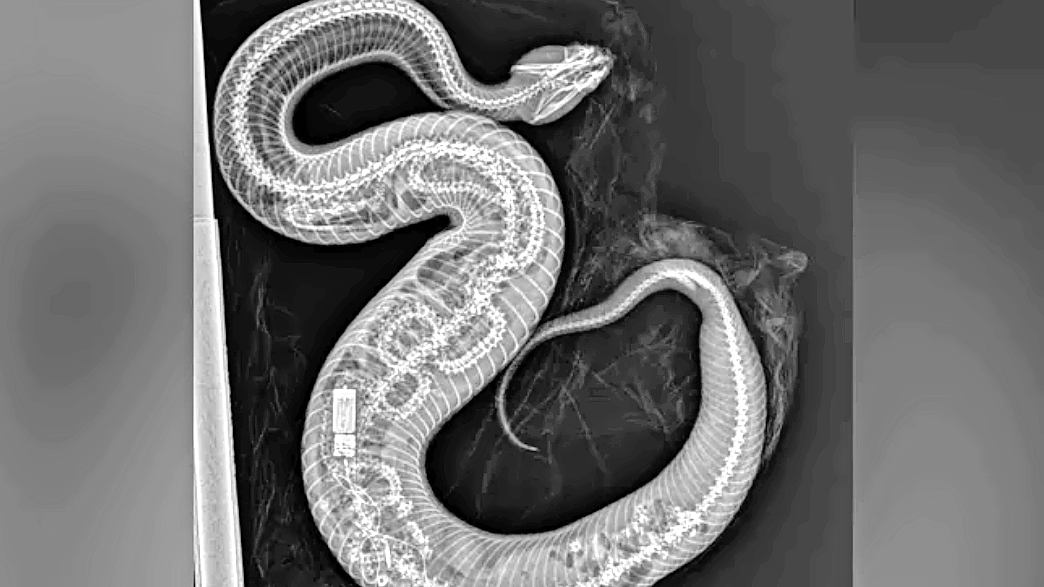 Welkom Verraad viering Indrukwekkende röntgenfoto: python met tracker in lijf opgegeten door  andere slang | Buitenland | Telegraaf.nl